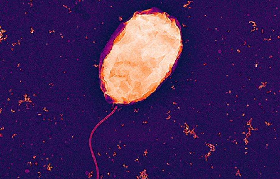 bacteria Vibrio natriegens
