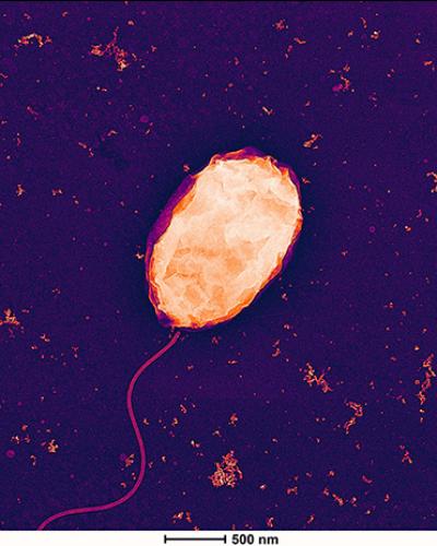 bacteria Vibrio natriegens